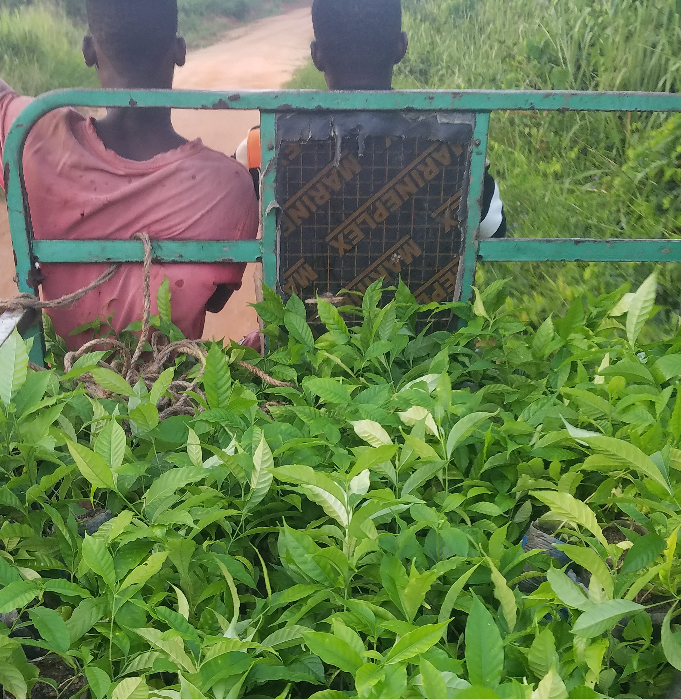 Traditional healers working with plants