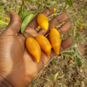 Rare tabernanthe iboga fresh fruit pods