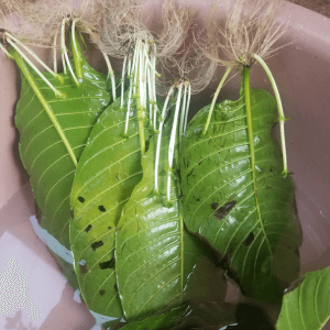 Colorata rooted leaf cutting
