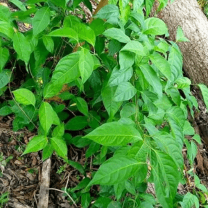 Sacred dried caapi vine leaves