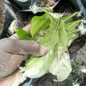 Psychotria viridis – rooted leaves